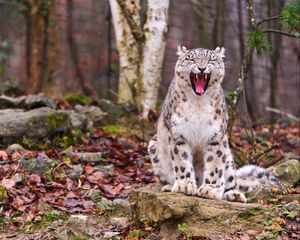 Preview wallpaper snow leopard, predator, teeth, face, fall, leaves, wood