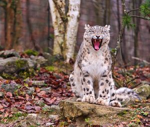 Preview wallpaper snow leopard, predator, teeth, face, fall, leaves, wood