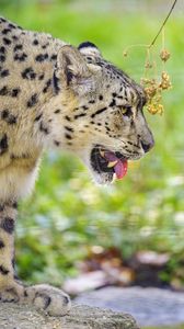 Preview wallpaper snow leopard, protruding tongue, blur, big cat, animal