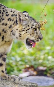 Preview wallpaper snow leopard, protruding tongue, blur, big cat, animal