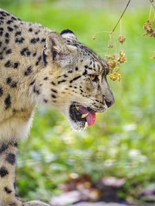 Preview wallpaper snow leopard, protruding tongue, blur, big cat, animal