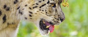 Preview wallpaper snow leopard, protruding tongue, blur, big cat, animal