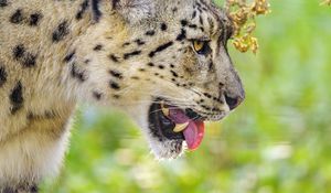 Preview wallpaper snow leopard, protruding tongue, blur, big cat, animal