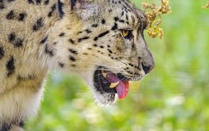 Preview wallpaper snow leopard, protruding tongue, blur, big cat, animal