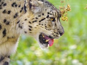 Preview wallpaper snow leopard, protruding tongue, blur, big cat, animal