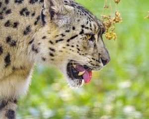 Preview wallpaper snow leopard, protruding tongue, blur, big cat, animal