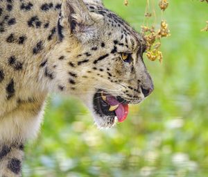 Preview wallpaper snow leopard, protruding tongue, blur, big cat, animal