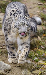 Preview wallpaper snow leopard, protruding tongue, paws, movement, big cat, animal