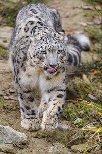 Preview wallpaper snow leopard, protruding tongue, paws, movement, big cat, animal