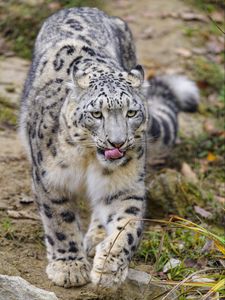 Preview wallpaper snow leopard, protruding tongue, paws, movement, big cat, animal