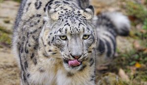 Preview wallpaper snow leopard, protruding tongue, paws, movement, big cat, animal