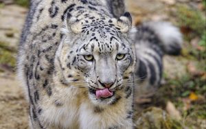 Preview wallpaper snow leopard, protruding tongue, paws, movement, big cat, animal
