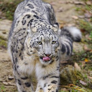 Preview wallpaper snow leopard, protruding tongue, paws, movement, big cat, animal