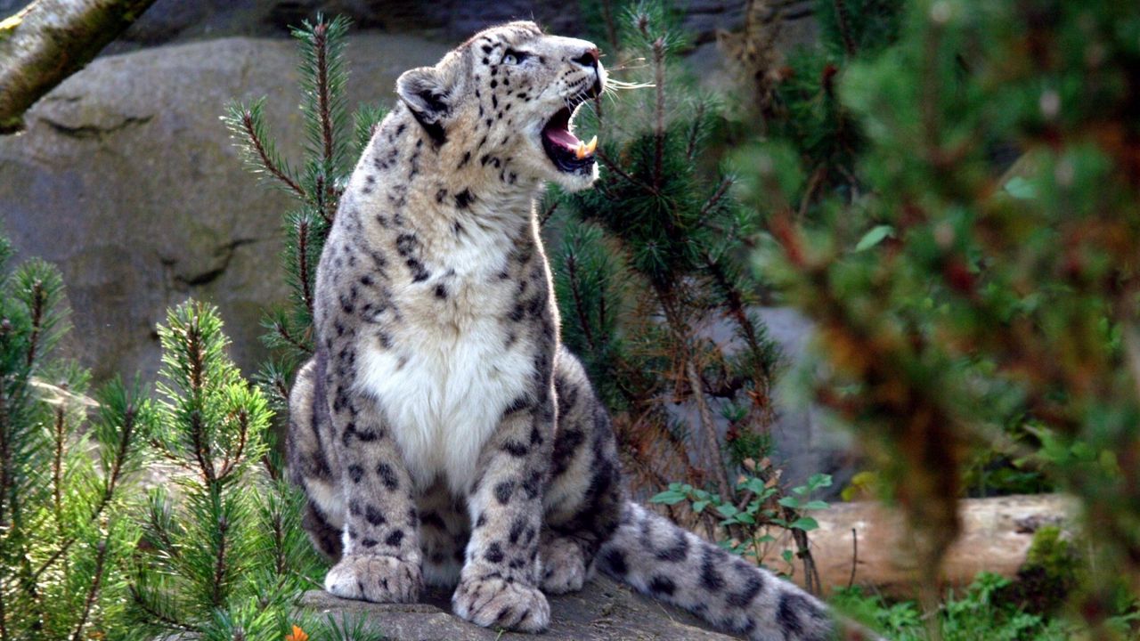Wallpaper snow leopard, screaming, aggression, predator