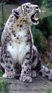Preview wallpaper snow leopard, screaming, aggression, predator