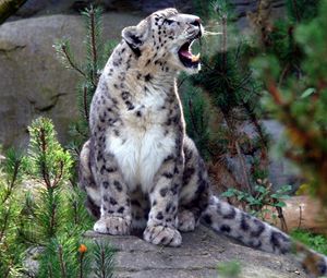 Preview wallpaper snow leopard, screaming, aggression, predator