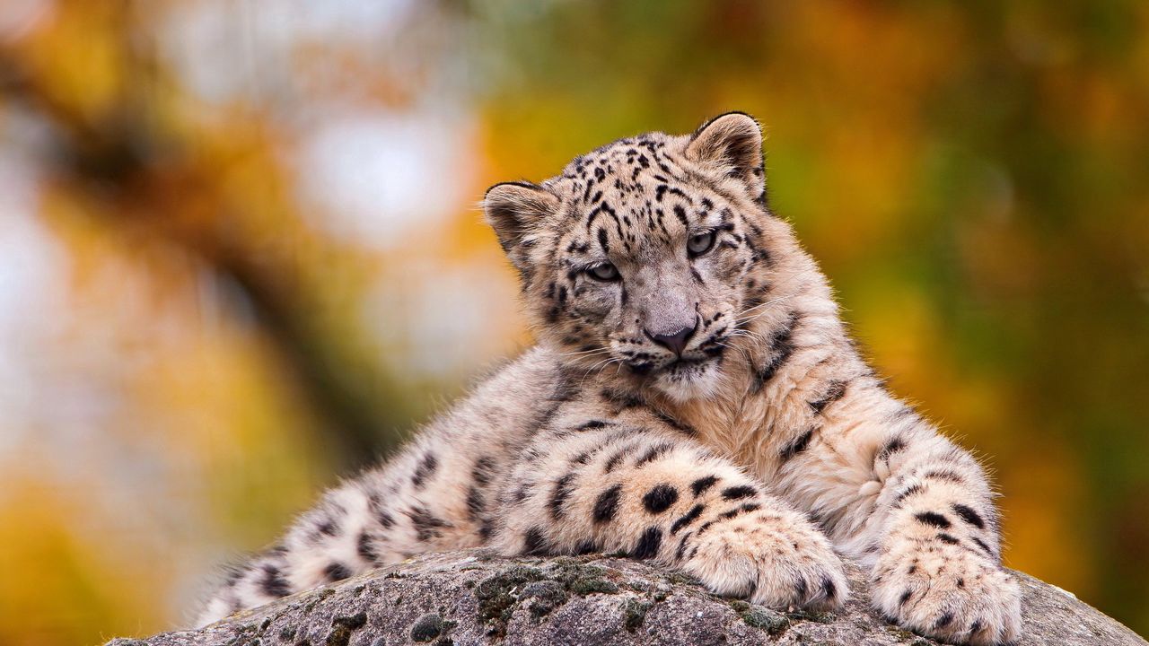 Wallpaper snow leopard, sit, predator