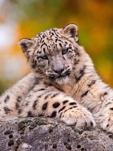 Preview wallpaper snow leopard, sit, predator