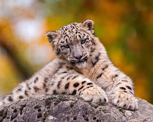 Preview wallpaper snow leopard, sit, predator
