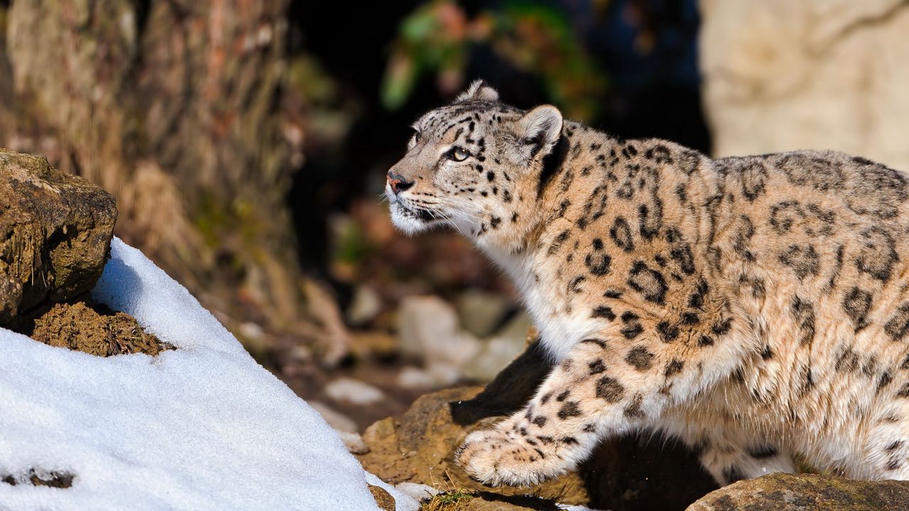 Wallpaper snow leopard, sit, predator