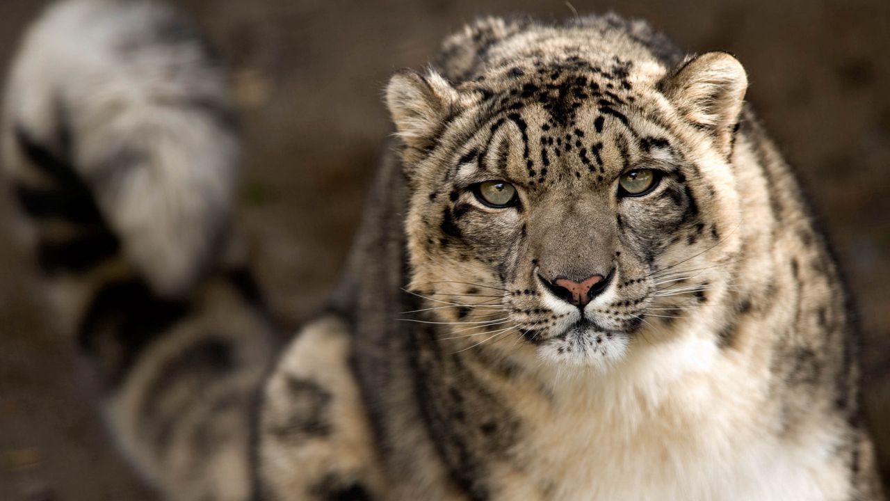 Wallpaper snow leopard, snout, spotted, big cat