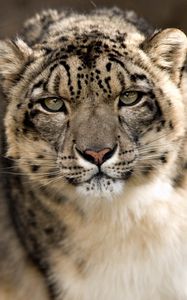 Preview wallpaper snow leopard, snout, spotted, big cat