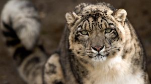 Preview wallpaper snow leopard, snout, spotted, big cat