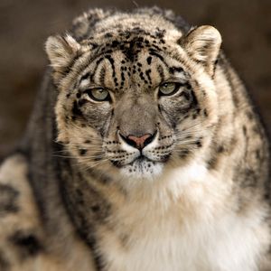 Preview wallpaper snow leopard, snout, spotted, big cat