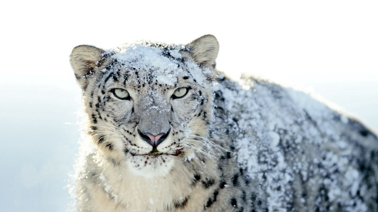 Wallpaper snow leopard, snow, face, powdered, anger, look