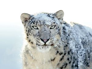 Preview wallpaper snow leopard, snow, face, powdered, anger, look