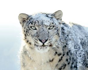 Preview wallpaper snow leopard, snow, face, powdered, anger, look