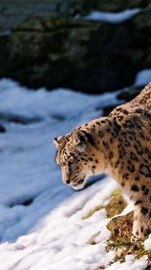 Preview wallpaper snow leopard, snow, hills