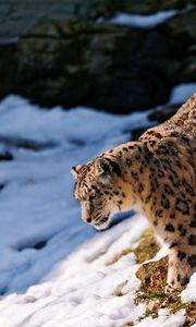 Preview wallpaper snow leopard, snow, hills