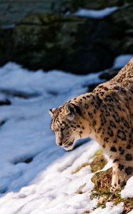 Preview wallpaper snow leopard, snow, hills