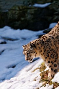 Preview wallpaper snow leopard, snow, hills