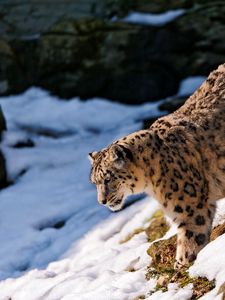 Preview wallpaper snow leopard, snow, hills