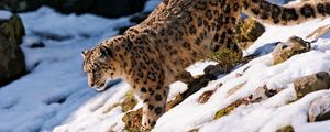 Preview wallpaper snow leopard, snow, hills