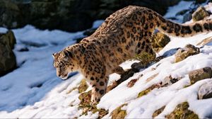 Preview wallpaper snow leopard, snow, hills