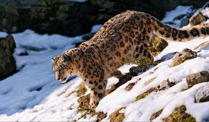 Preview wallpaper snow leopard, snow, hills