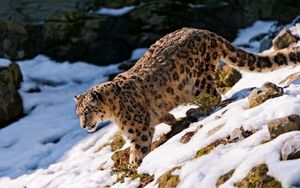 Preview wallpaper snow leopard, snow, hills