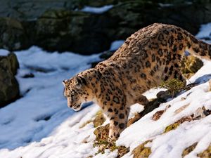 Preview wallpaper snow leopard, snow, hills