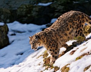 Preview wallpaper snow leopard, snow, hills