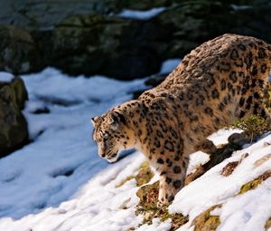 Preview wallpaper snow leopard, snow, hills