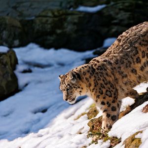 Preview wallpaper snow leopard, snow, hills