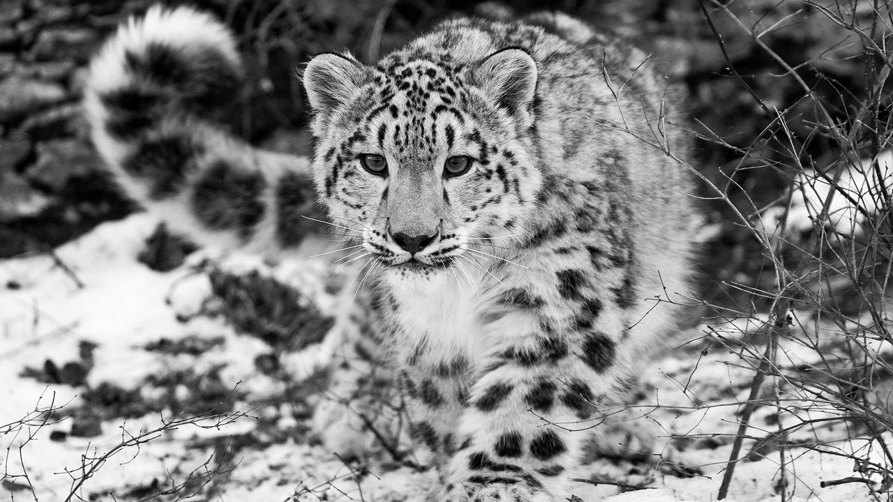 Wallpaper snow leopard, snow, hunting, attention, black and white