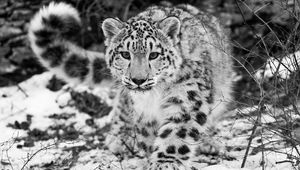Preview wallpaper snow leopard, snow, hunting, attention, black and white