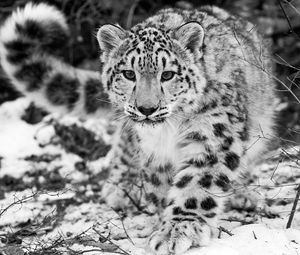 Preview wallpaper snow leopard, snow, hunting, attention, black and white
