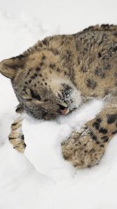 Preview wallpaper snow leopard, snow, lying, playful