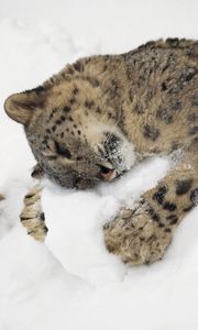 Preview wallpaper snow leopard, snow, lying, playful