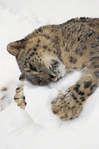 Preview wallpaper snow leopard, snow, lying, playful